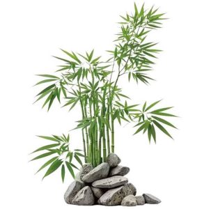 Sticker bambou Feng Shui printanier symbole de croissance et sérénité